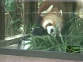 3月のある日　ズーラシア　レッサーパンダ　ララ Red panda Rara