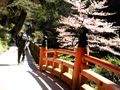 榛名神社の参道（岩山と桜と橋）